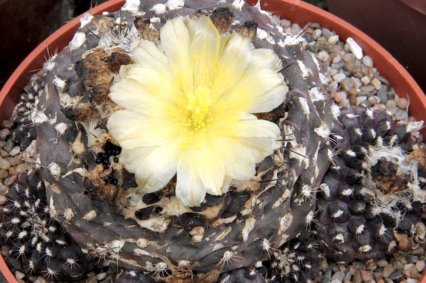 Copiapoa humilis en flor
