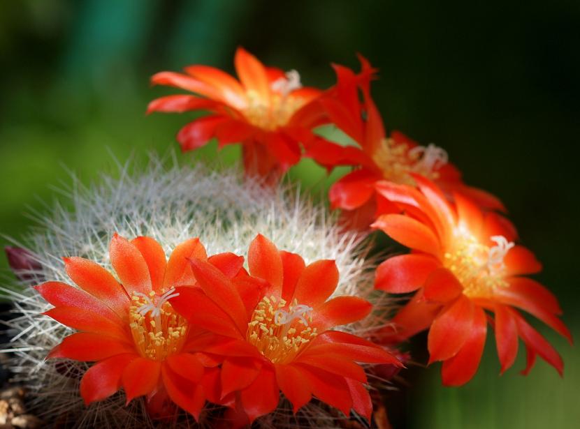 Características de los cactus: anatomía, flores y cuidados