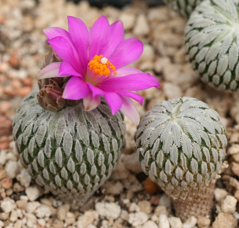 Pelecyphora aselliformis con sus tubérculos aplanados y espinas peinadas
