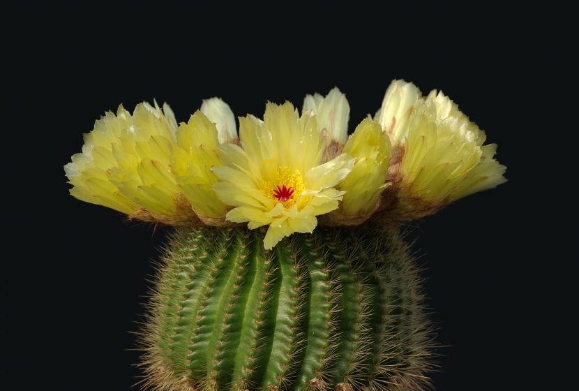Notocactus minimus, una de las especies de menor tamaño del género