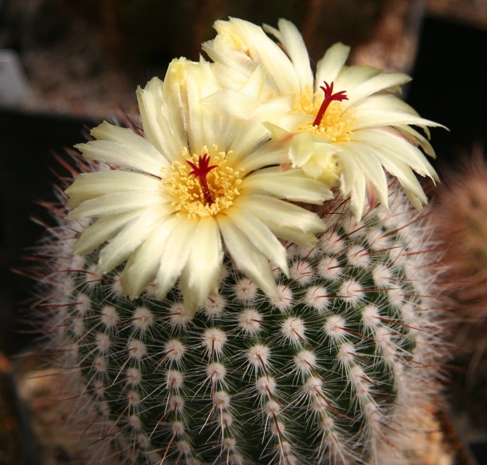 Notocactus (Parodia): características y cuidados