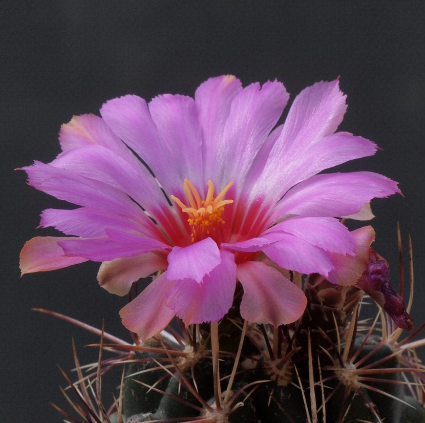 Thelocactus bicolor, con su característica espinación rojiza y amarilla