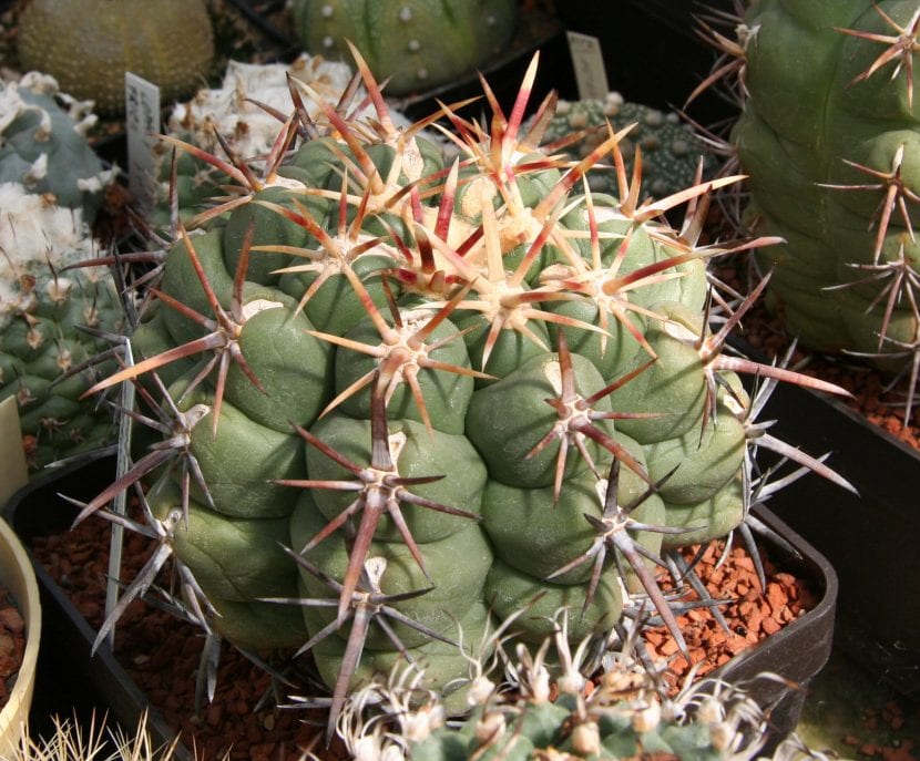 Thelocactus heterochromus con su cuerpo azulado y tubérculos marcados