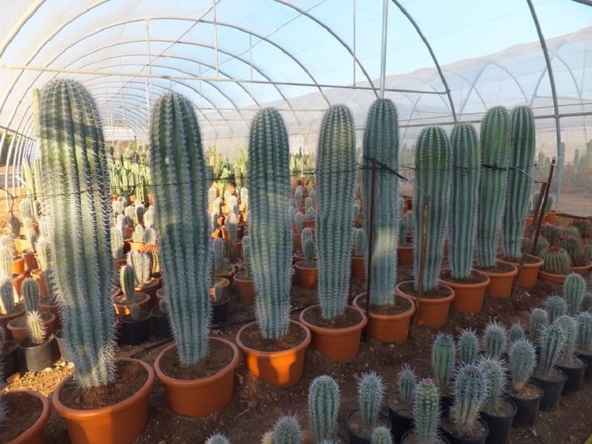 Cardón (Pachycereus pringlei): cultivo, riego y propagación