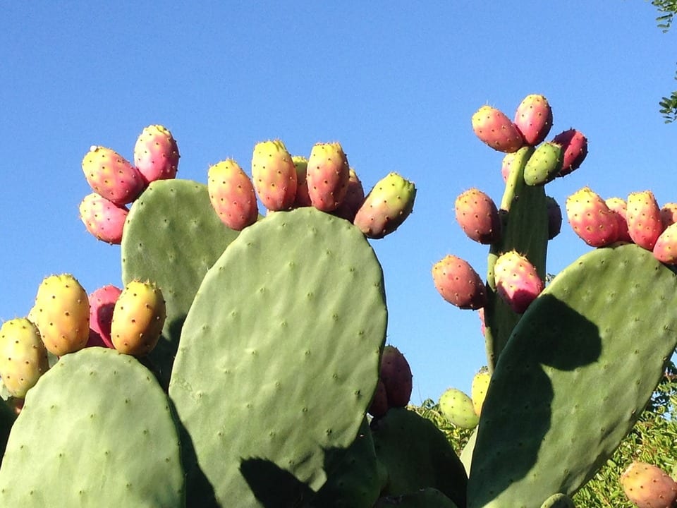 Chumbera (Opuntia ficus-indica): cultivo, pencas y cosecha