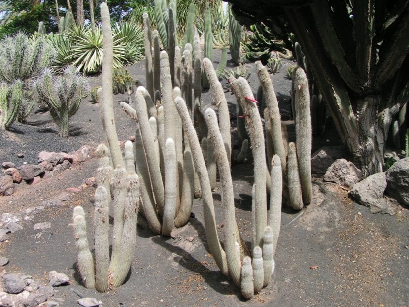 Ejemplares columnares de Cleistocactus strausii cubiertos de espinas blancas