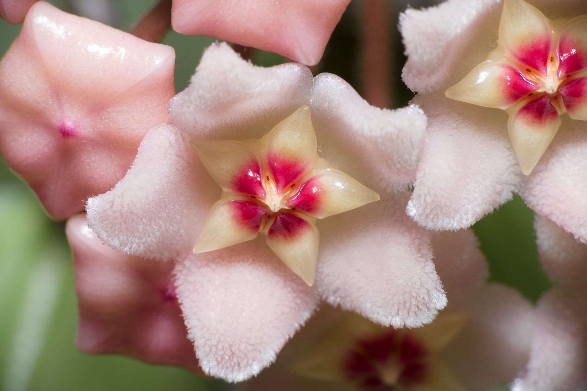 Cómo abonar la flor de cera (Hoya carnosa) para que florezca