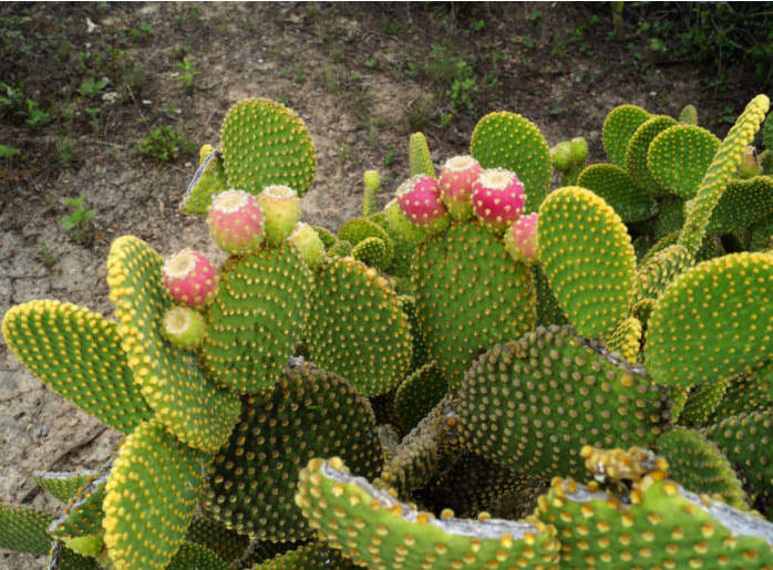 Cómo cuidar las orejas de conejo