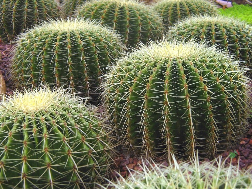 Cuidados del cactus en verano: riego, sol y plagas
