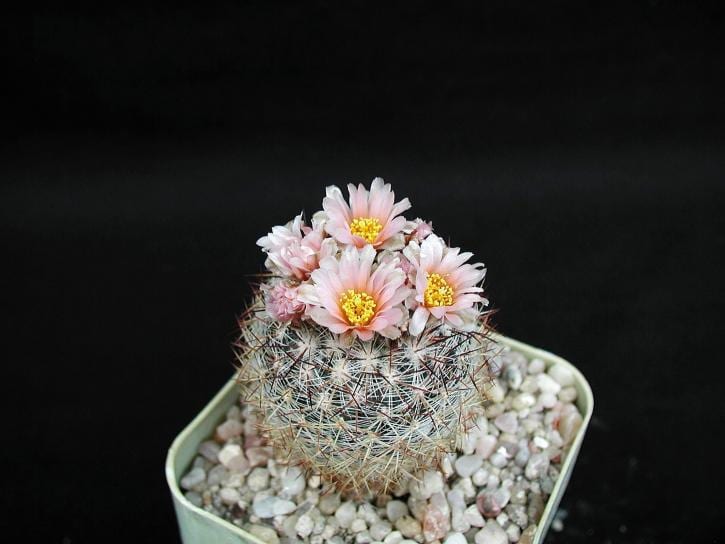 Cuidados del cactus de oficina: luz, riego y sustrato