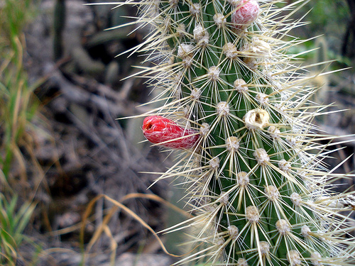 Cómo cuidar y cultivar Cleistocactus