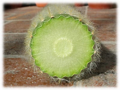 Esquejes de cactus y crasas: guía de multiplicación