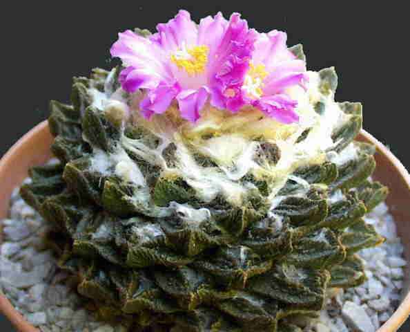 Multiplicar cactus y crasas: esquejes, hojas, hijuelos y semilla