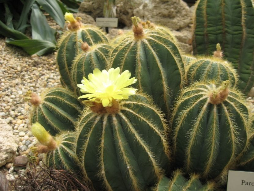 Parodia magnifica en flor, con flores amarillas abiertas en la corona