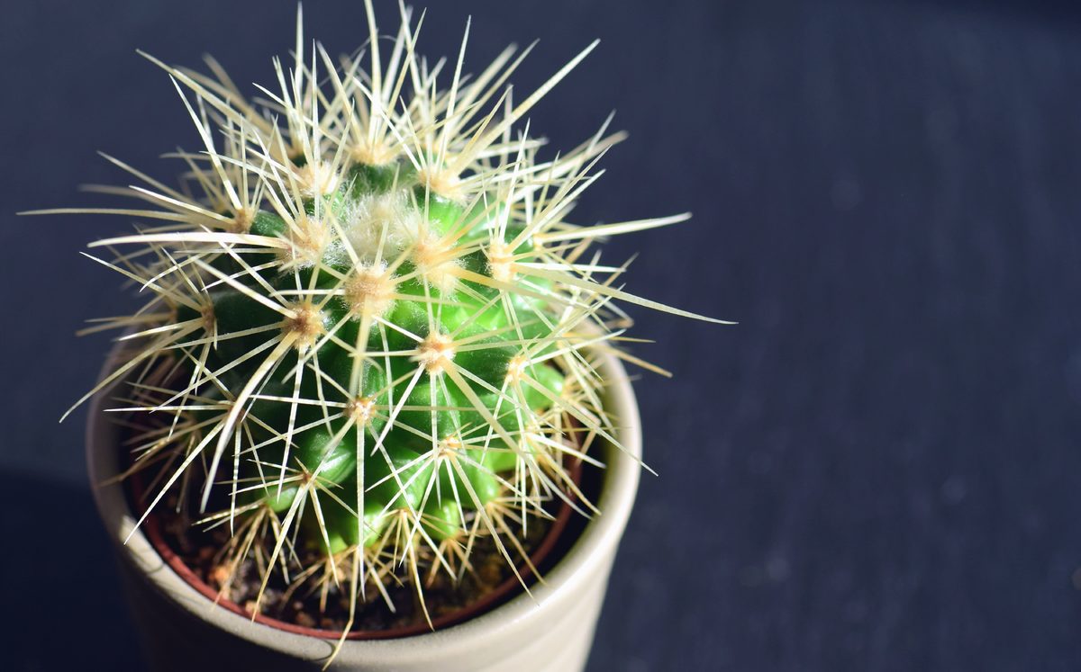 Plantar cactus en maceta y en jardín paso a paso