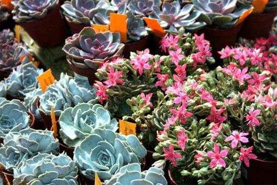 Suculentas resistentes a la sequía: especies y cuidados