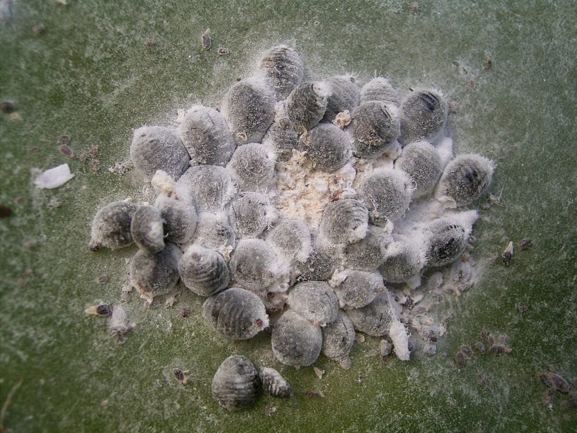 Colonia de cochinilla algodonosa blanca en un cactus