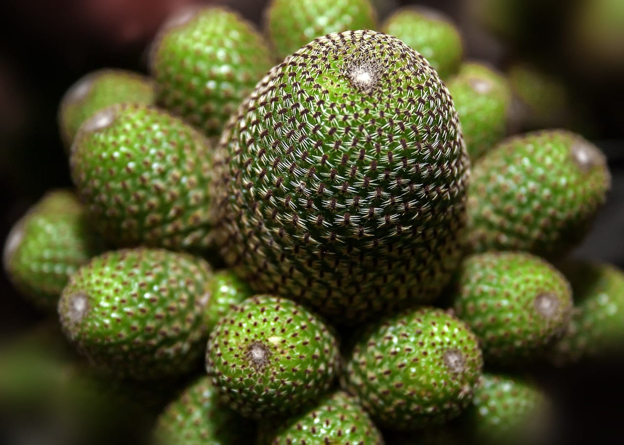 Por qué un cactus se pone blanco: causas y solución