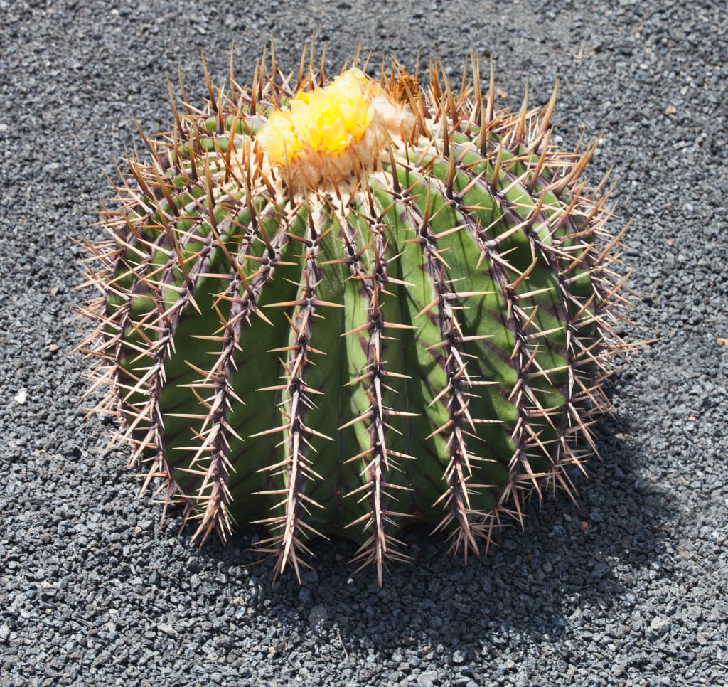Problemas de los cactus: plagas, podredumbre y daños
