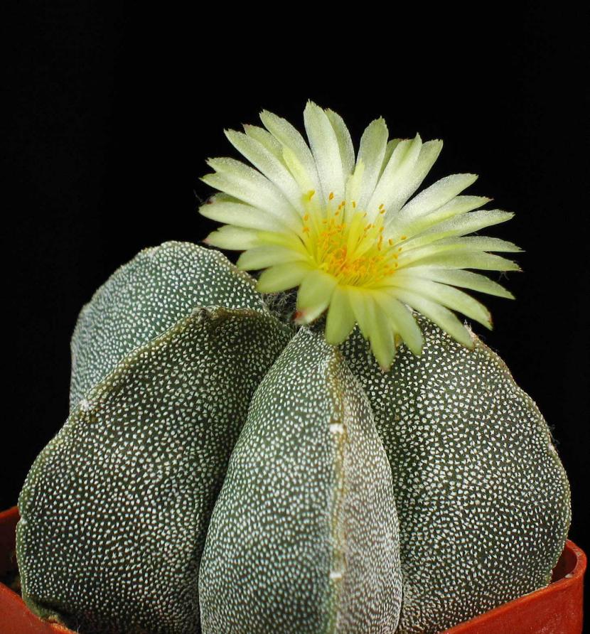 Astrophytum myriostigma, cactus sin espinas conocido como bonete de obispo