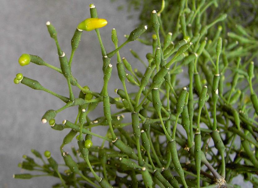 Rhipsalis salicornioides, cactus epífito de tallos colgantes sin espinas