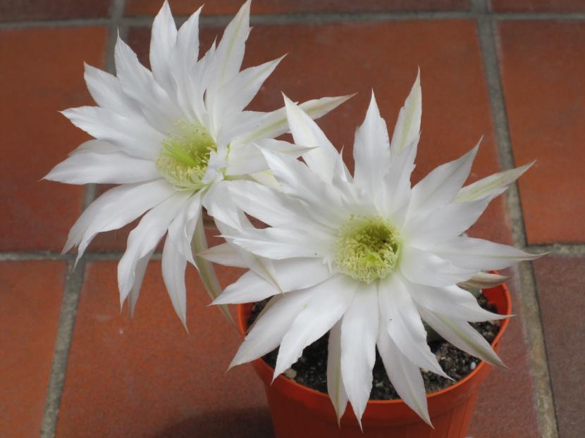 Cactus sin espinas: especies y géneros que no pinchan