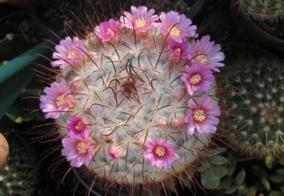 Mammillaria bombycina con espinas centrales ganchudas y lana blanca