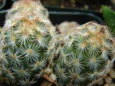 Mata de Mammillaria elongata con tallos cilíndricos y espinas doradas