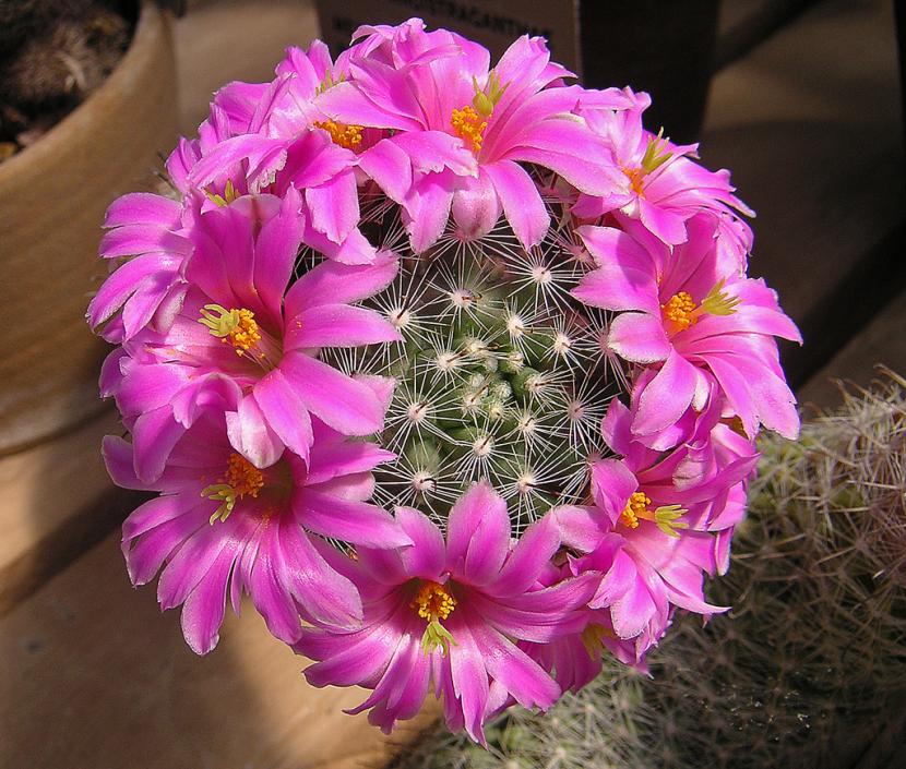 Mammillaria: cuidados, riego y floración de estos cactus