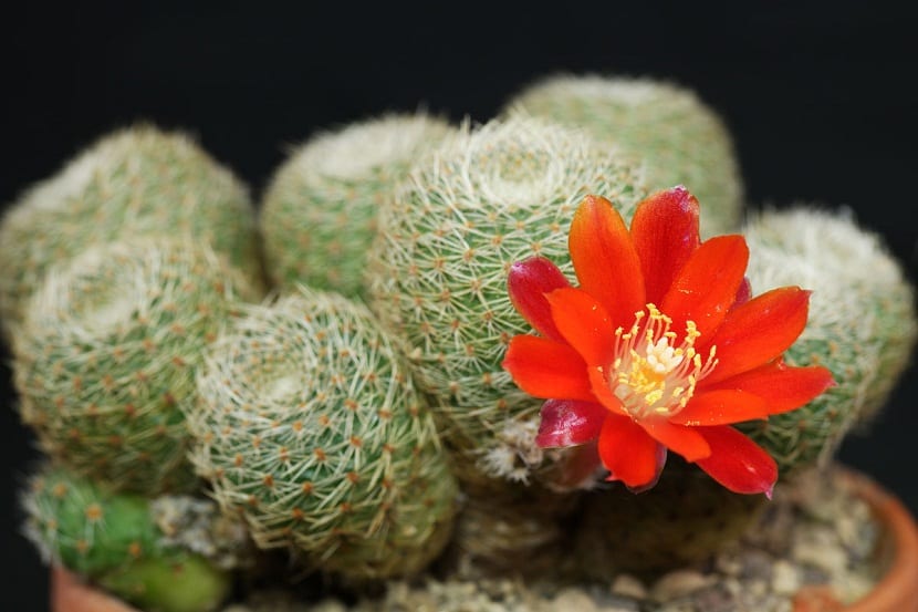 Rebutia heliosa: cultivo y floración de un cactus enano