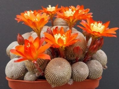 Maceta con pequeños cactus Rebutia cubiertos de flores naranjas
