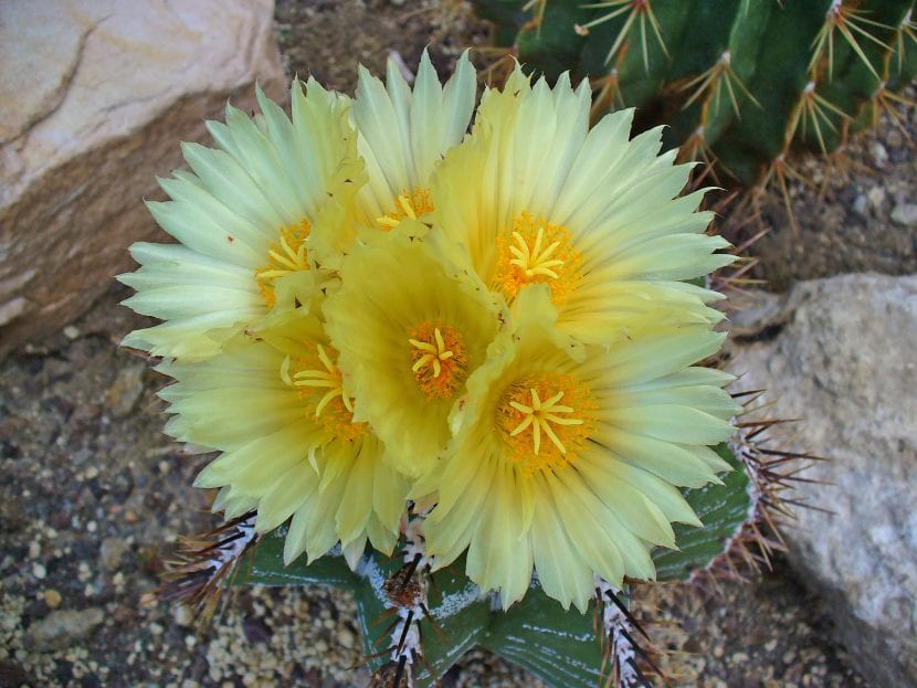 Flores amarillas de Astrophytum ornatum abiertas en verano