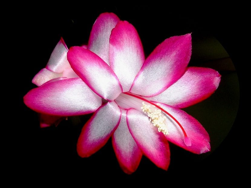 Flor rosa de Schlumbergera, el cactus de Navidad