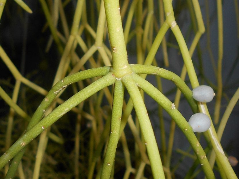 Tallos colgantes y finos de Rhipsalis baccifera