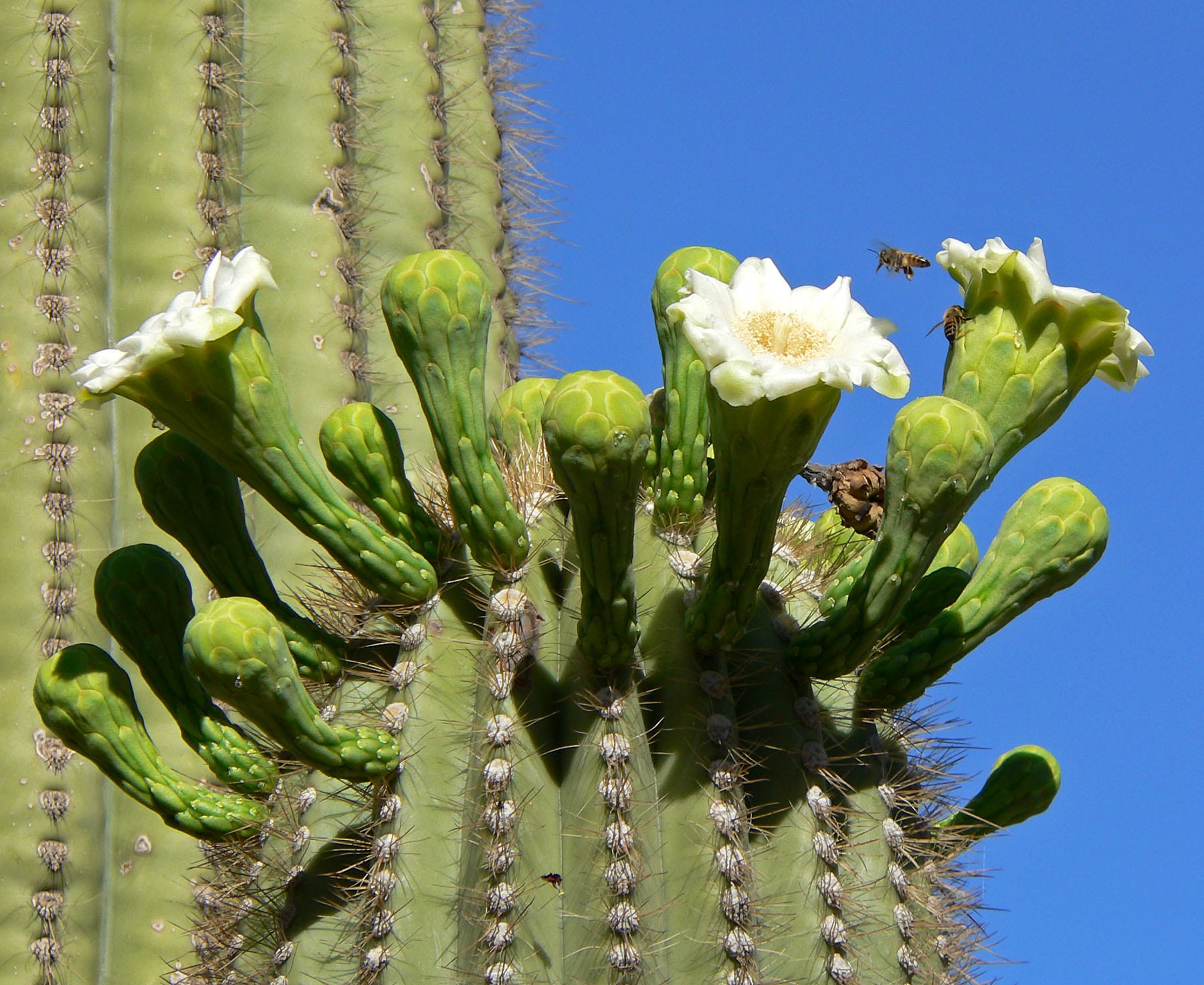 Saguaro (Carnegiea gigantea): cuidados, riego y cultivo