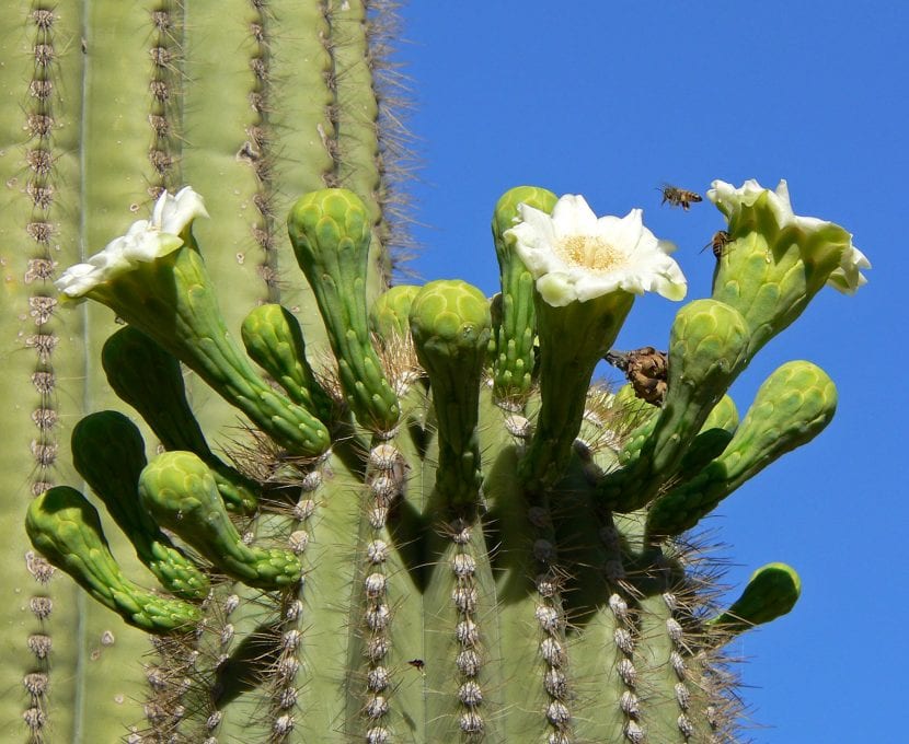 Flores blancas de saguaro abiertas en la corona del tallo
