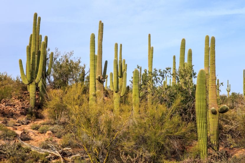 Saguaro adulto con brazos en su hábitat del desierto de Sonora