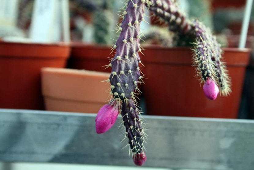 Ejemplar de Schlumbergera opuntioides con segmentos gruesos y espinosos