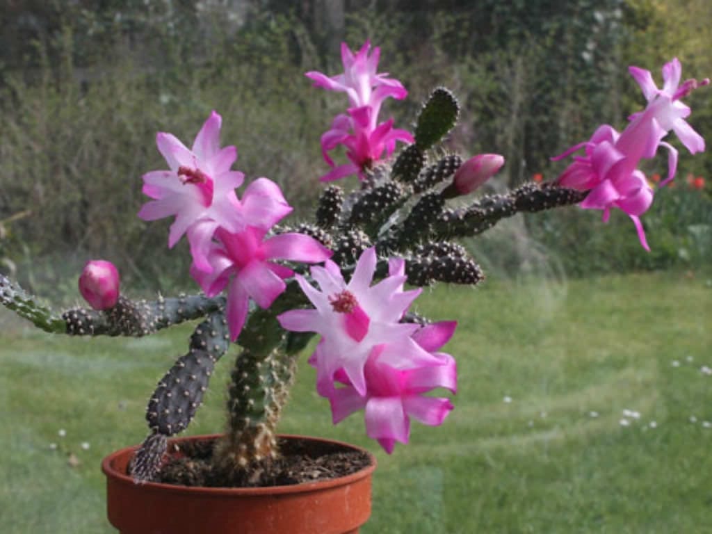 Schlumbergera opuntioides: cuidados del cactus espinoso
