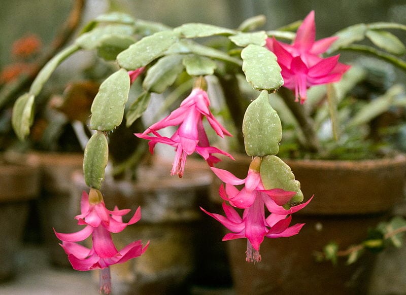 Schlumbergera: cuidados y floración del cactus de Navidad