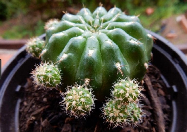 Cactus globoso de forma redonda con costillas y espinas