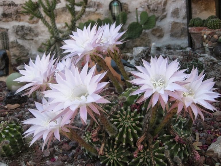 Cactus creciendo al aire libre en un jardín soleado