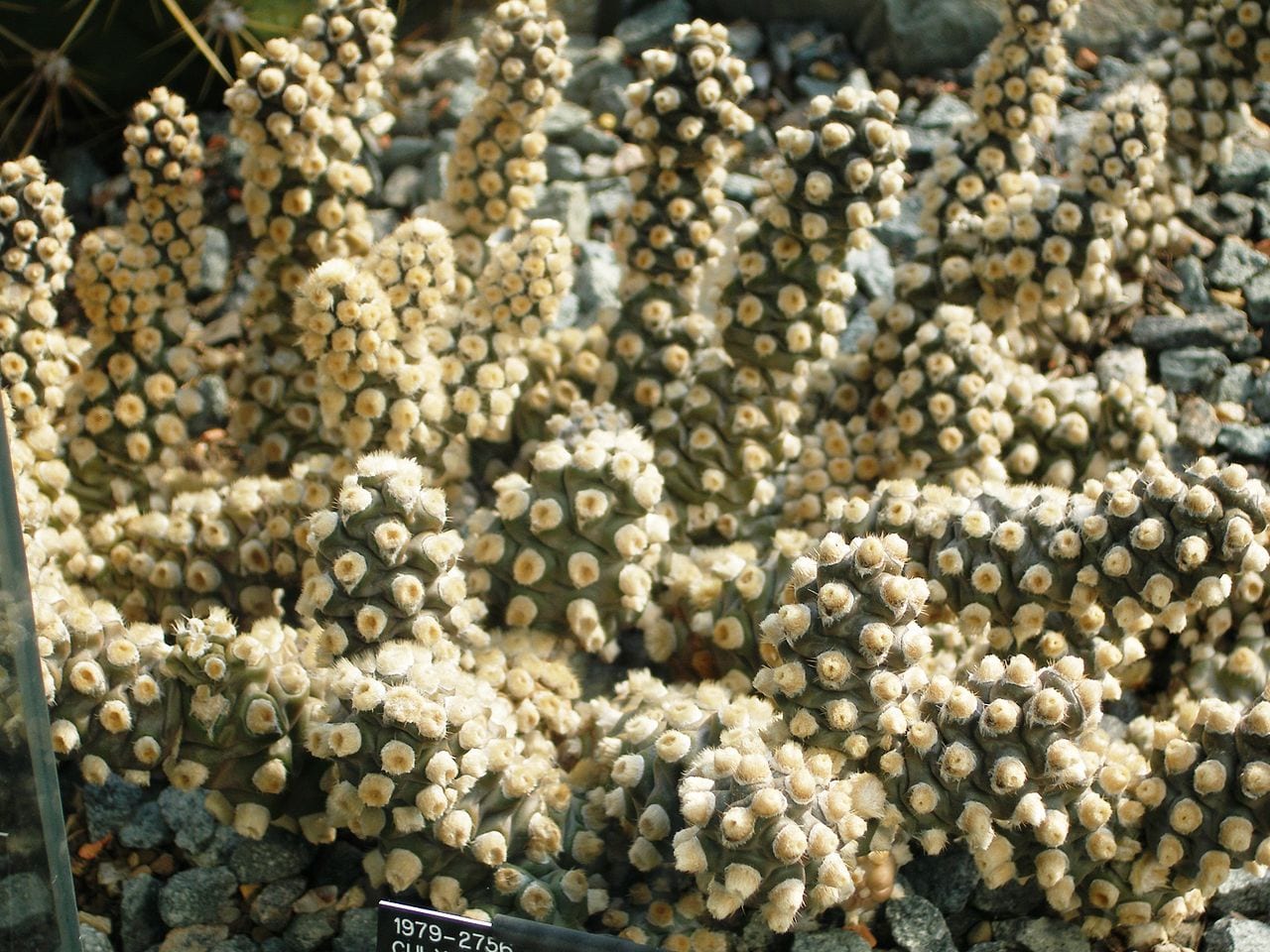 Tephrocactus: especies, sustrato, riego y cultivo en España