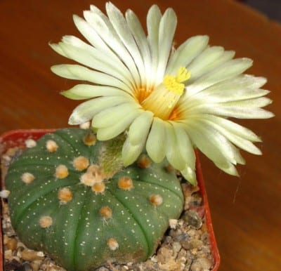 Ejemplar de Astrophytum asterias visto desde arriba
