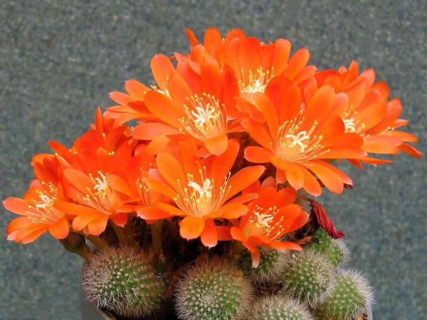 Cactus pequeños: 7 géneros para maceta y balcón