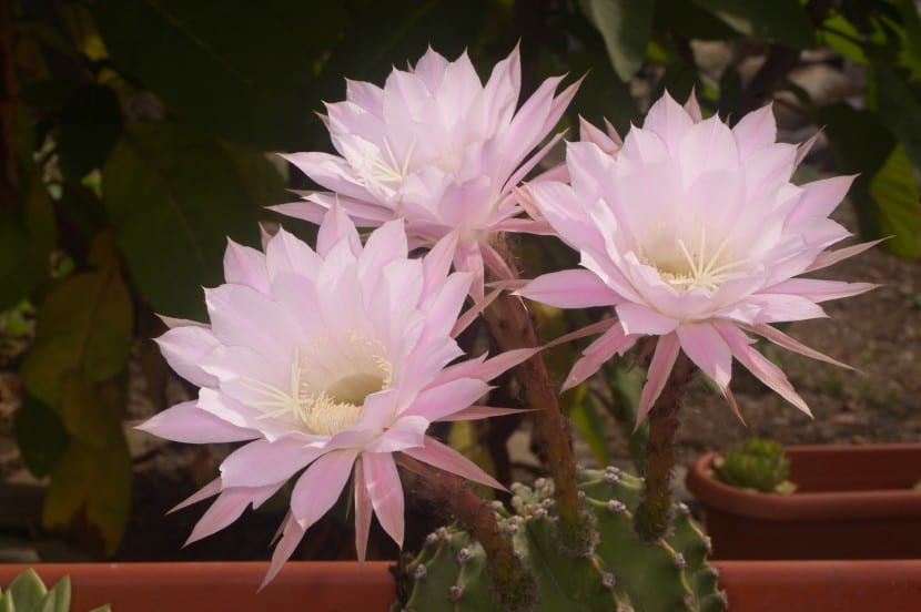 Flor abierta de Echinopsis oxygona