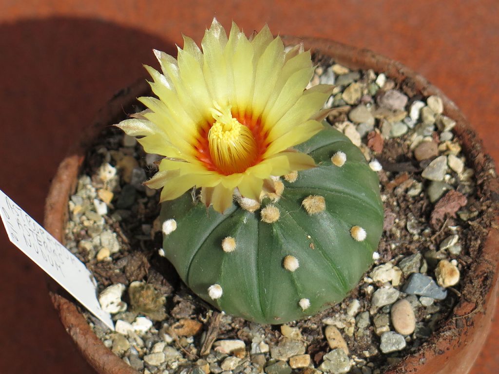 Astrophytum asterias, cactus globoso achatado sin espinas