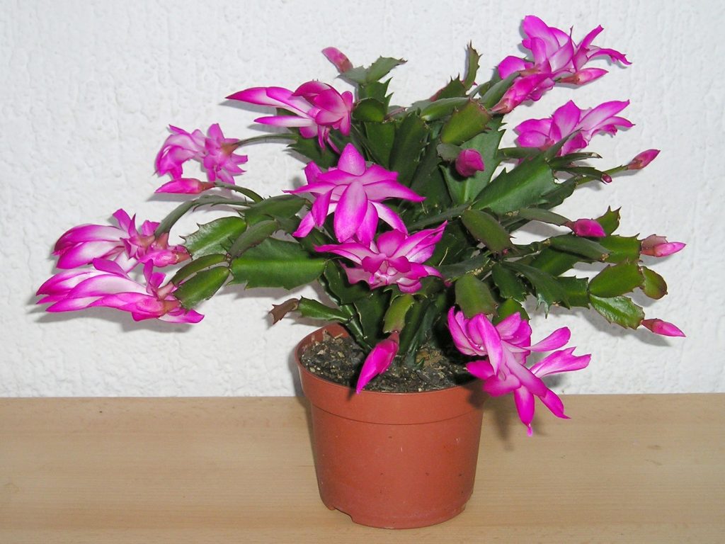 Cactus de Navidad en flor, Schlumbergera