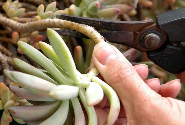Multiplicar suculentas: hoja, esqueje e hijuelos