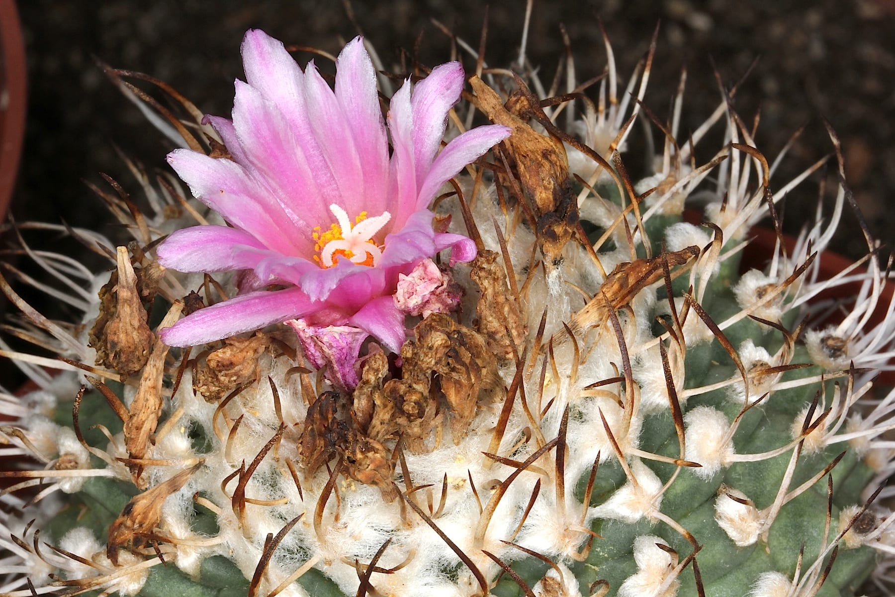 Turbinicarpus: cultivo y cuidados de estos cactus enanos